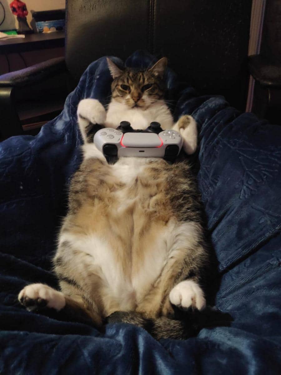 foto gemas kucing bareng stik game (reddit.com/user/ratedam)