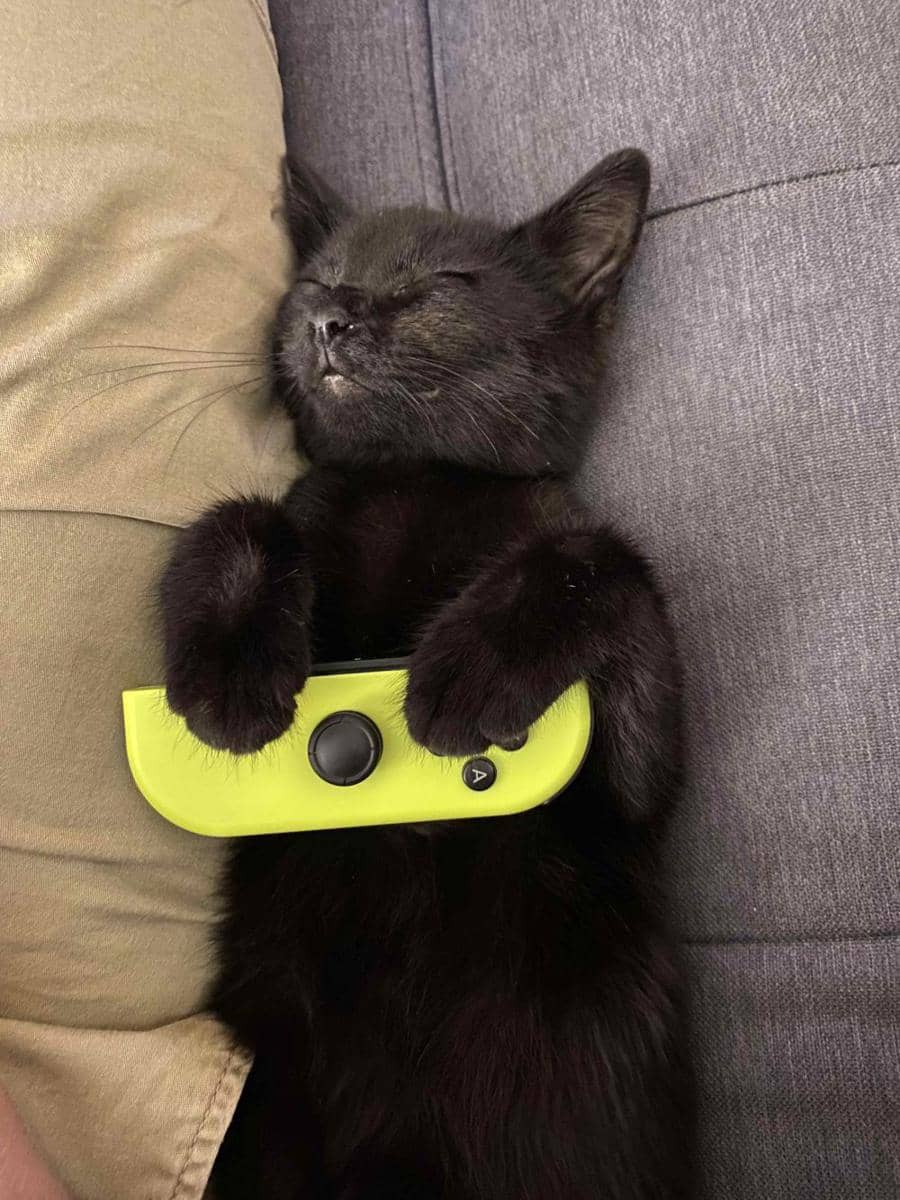 foto gemas kucing bareng stik game (reddit.com/user/alilminizen)