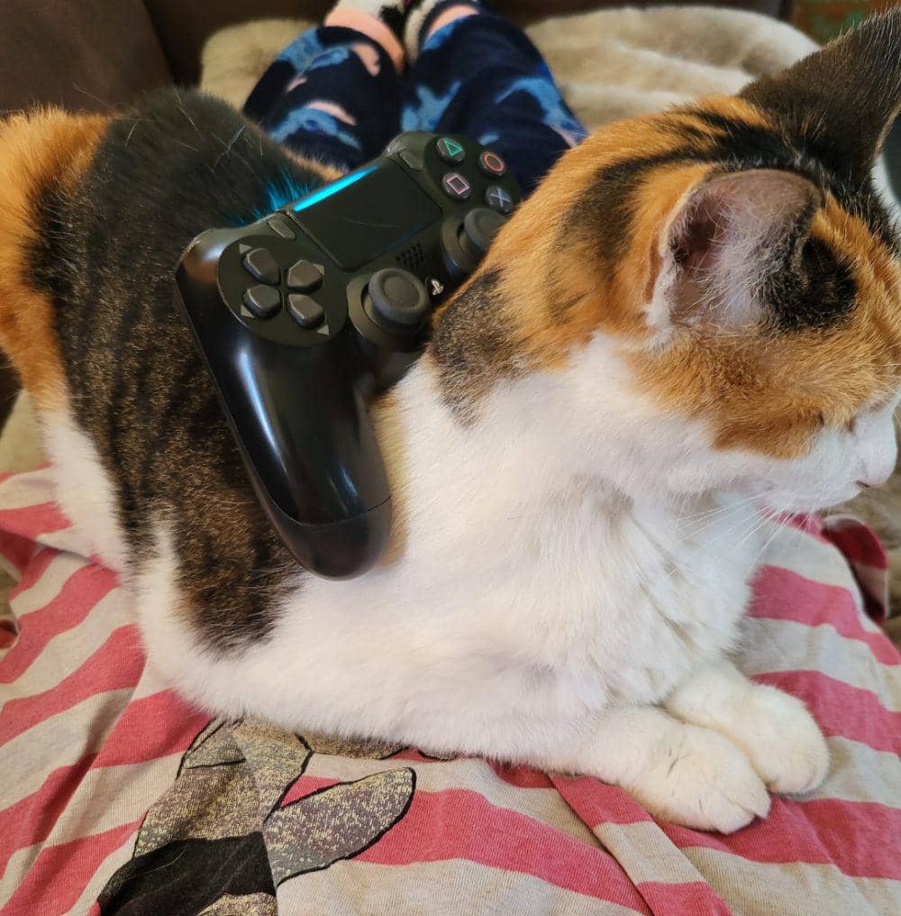 foto gemas kucing bareng stik game (reddit.com/user/Yurianimeisnice)