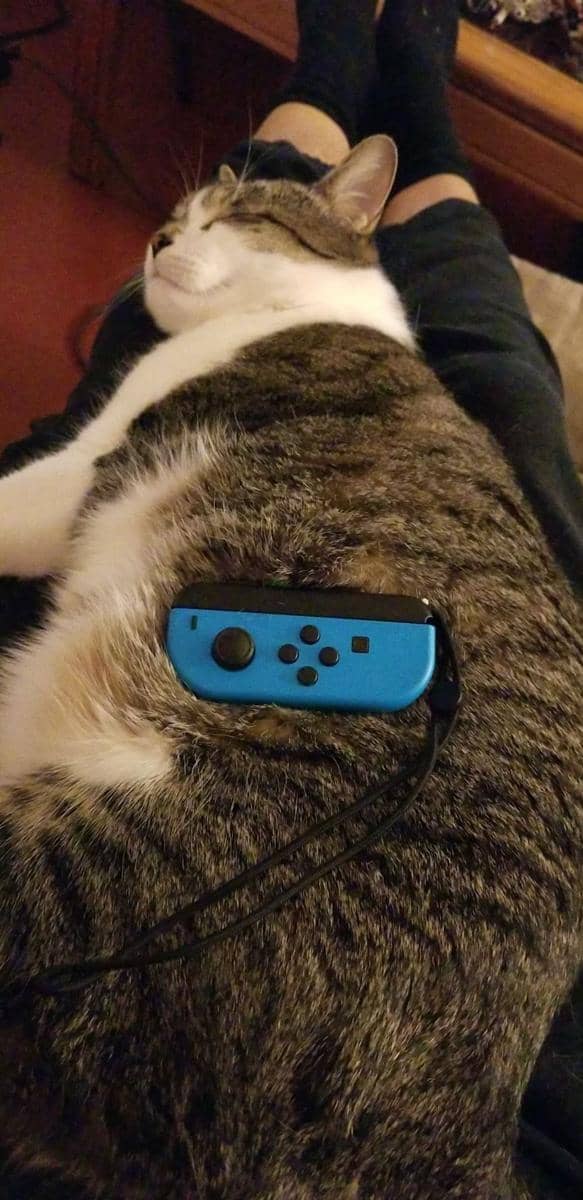 foto gemas kucing bareng stik game (reddit.com/user/Peace_Love_Smoke)