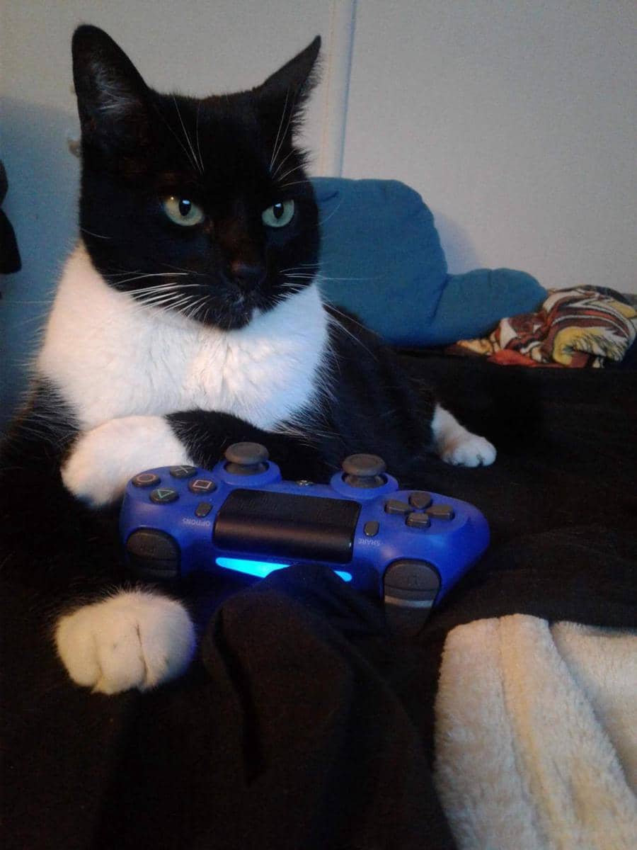 foto gemas kucing bareng stik game (reddit.com/user/lisannzoeo9)