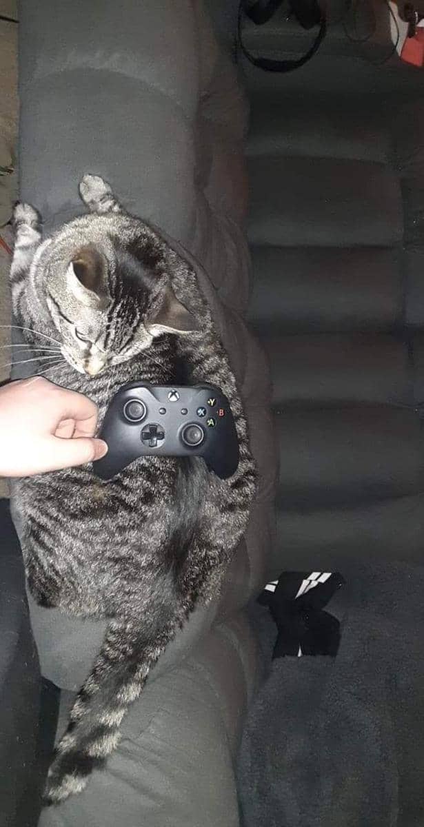 foto gemas kucing bareng stik game (reddit.com/r/Chonkers)