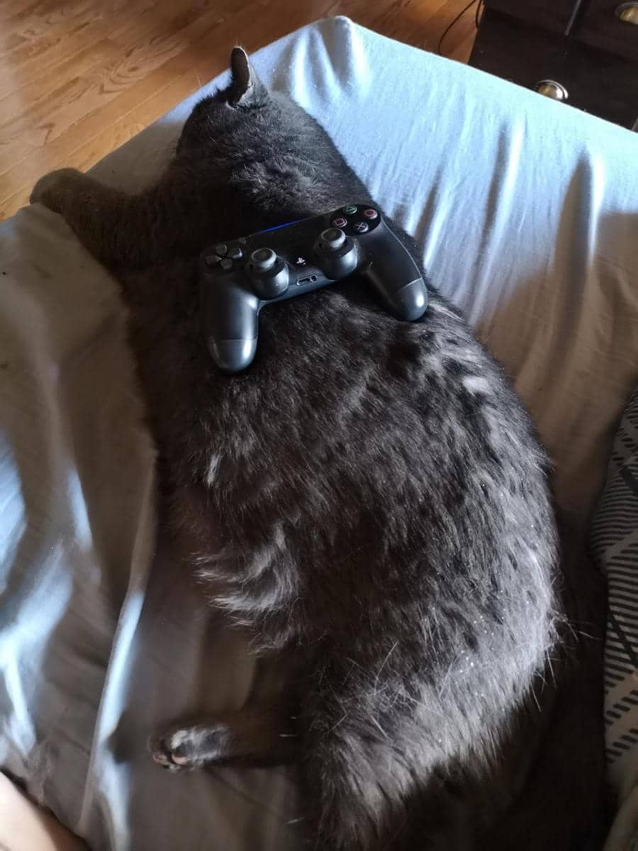 foto gemas kucing bareng stik game (reddit.com/user/Sicksixshift)