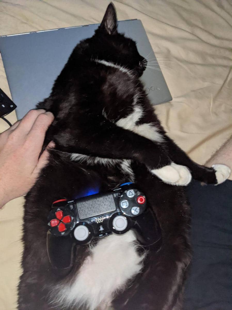 foto gemas kucing bareng stik game (reddit.com/user/***inmyblackeyes)