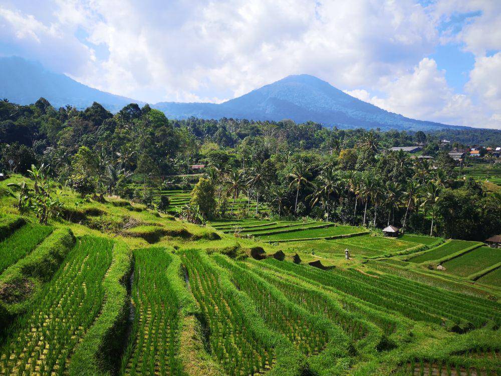 Jatiluwih Rice Terrace di Tabanan, Bali (unsplash.com/9bali)