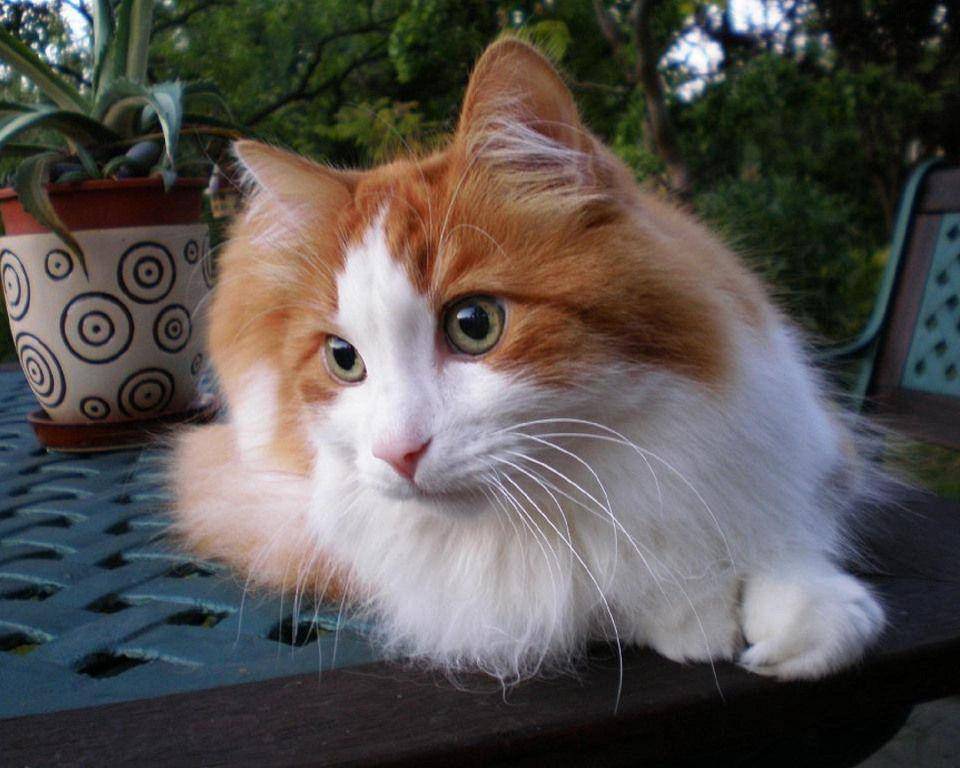 ilustrasi kucing anggora (pixabay.com/K_A_M_I_A)
