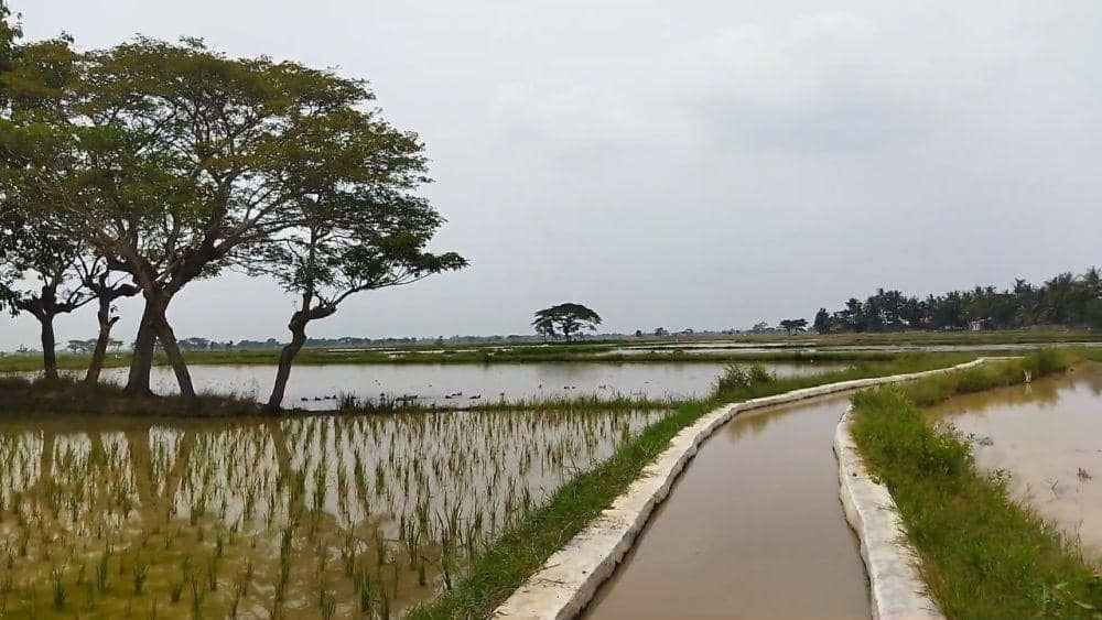 Berkat RJIT, Pertanian Serang Meningkat dan Tak Khawatir El Nino. (Dok. Kementan)