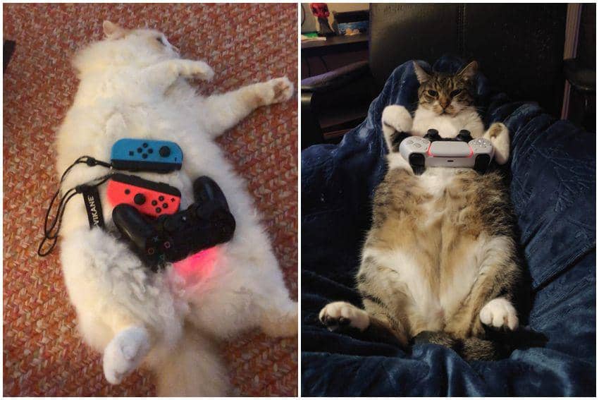10 Foto Gemas Kucing Bareng Stik Game, Mau Ikut Main Juga?