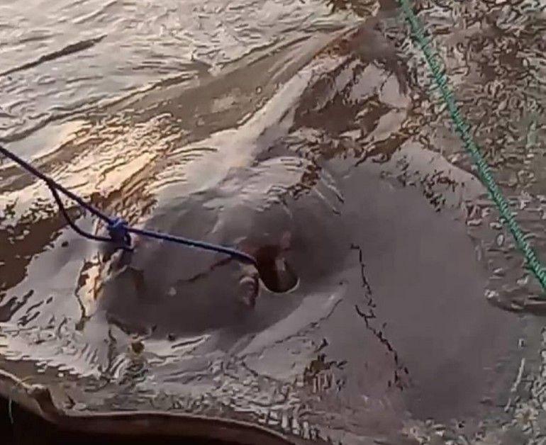 2 Ikan Pari Raksasa Dilindungi Terjerat Jaring Nelayan di OKU Sumsel