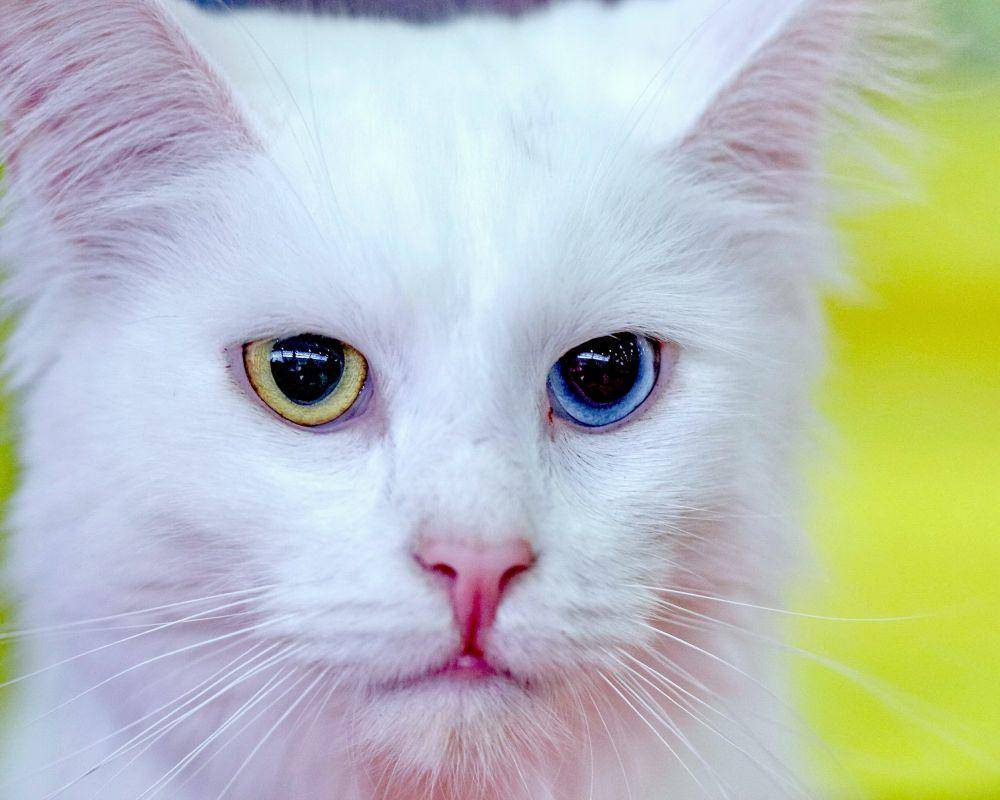 ilustrasi kucing anggora (unsplash.com/Sergey Semin)
