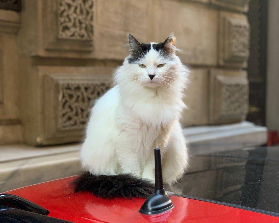 ilustrasi kucing anggora (unsplash.com/Tamerlan Mammadov)