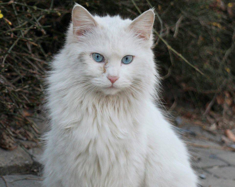 ilustrasi kucing anggora (pixabay.com/AmberShadow)