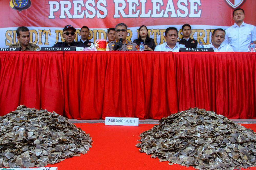 Petugas kepolisian dari Direktorat Reserse Kriminal Khusus Polda Riau memperlihatkan bagian tubuh satwa dilindungi berupa sisik trenggiling saat konferensi pers di Mapolda Riau, di Pekanbaru, Riau, Senin (25/9/2023). (ANTARA FOTO /Rony Muharrman)