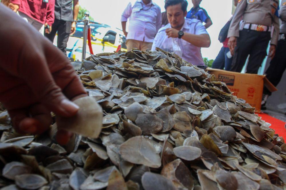Pengepul Sisik Tenggiling Ditangkap, 41 Kg Disita dari Warga Sidimpuan