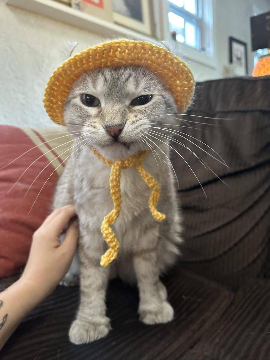 potret kucing ngamuk dipakaikan topi (reddit.com/user/shelwagz)
