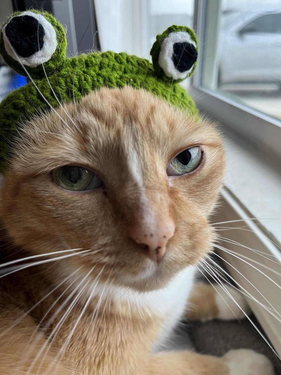 potret kucing ngamuk dipakaikan topi (reddit.com/user/Amherst2023)