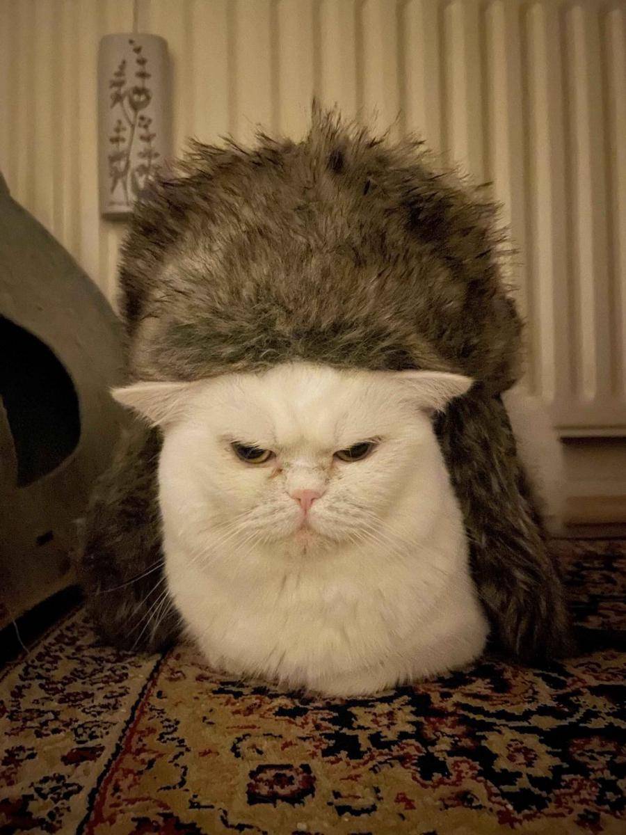 potret kucing ngamuk dipakaikan topi (reddit.com/user/Rainiiday)