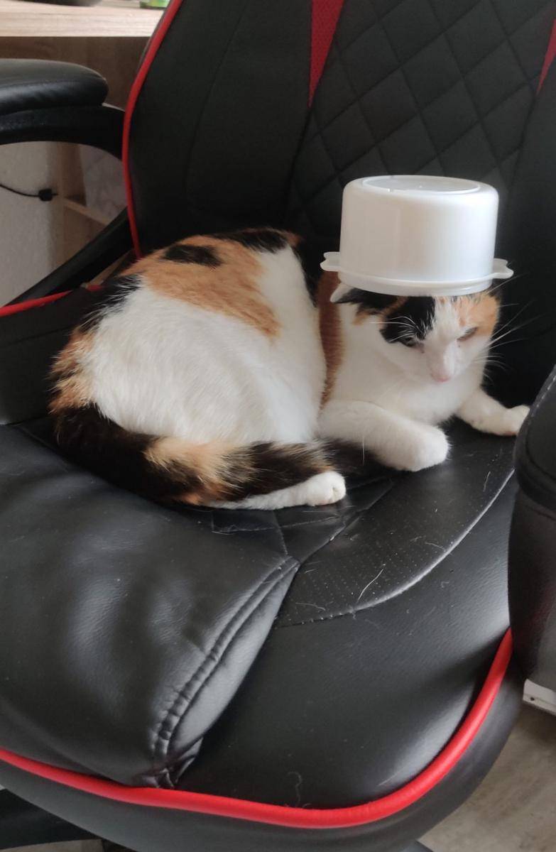 potret kucing ngamuk dipakaikan topi (reddit.com/user/-Jiras)