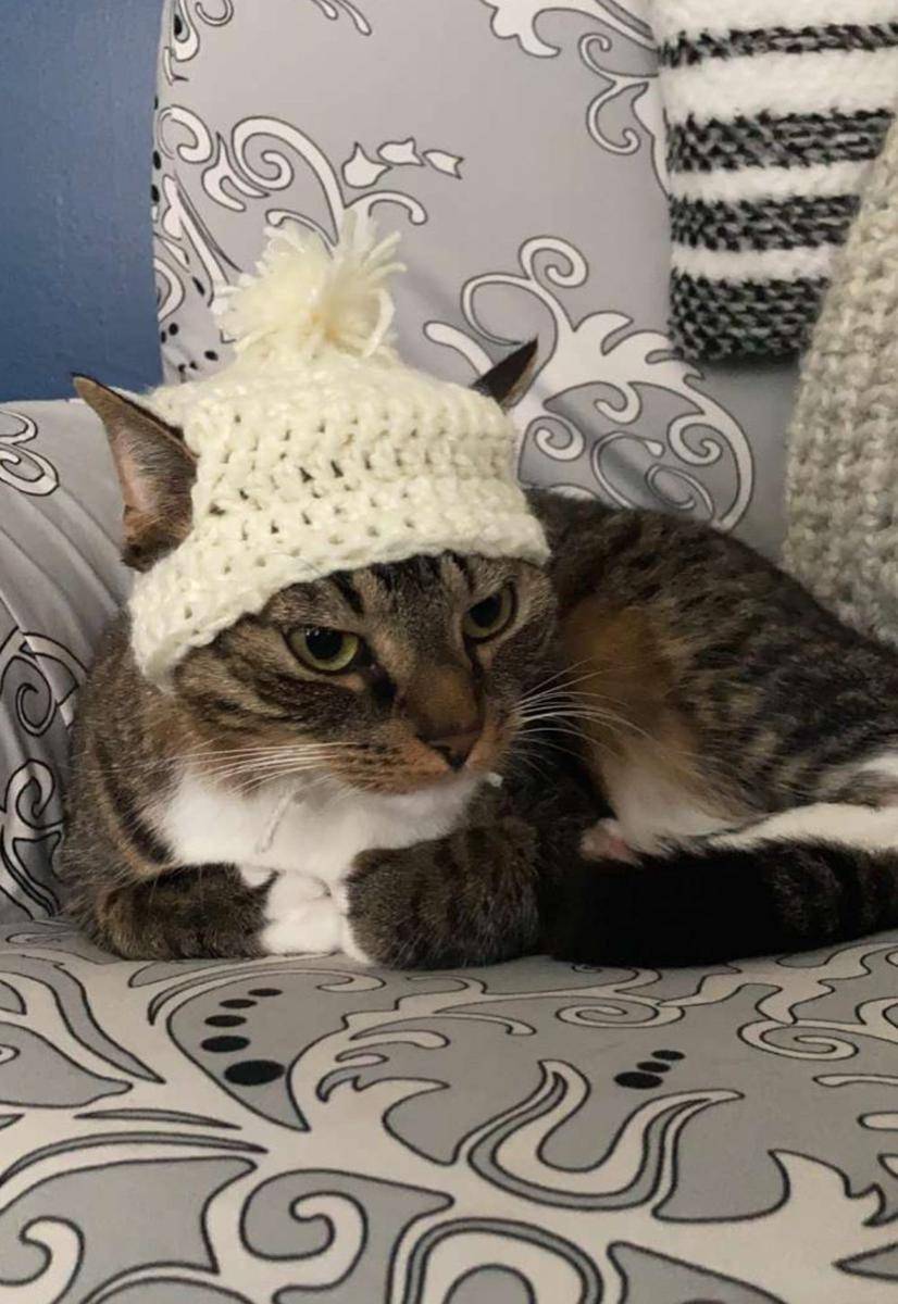 potret kucing ngamuk dipakaikan topi (reddit.com/user/BossFerrell)