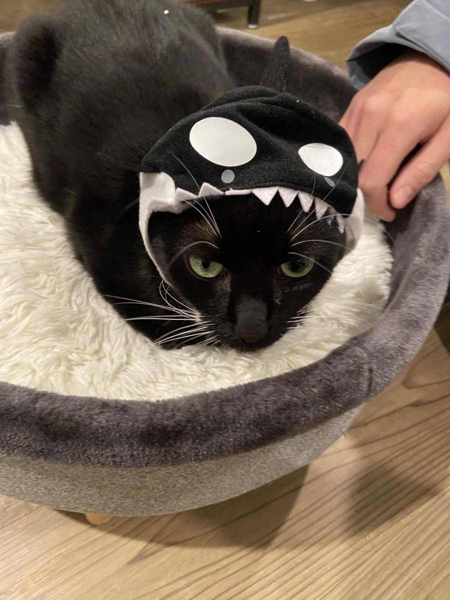 potret kucing ngamuk dipakaikan topi (reddit.com/user/katelynmariko)