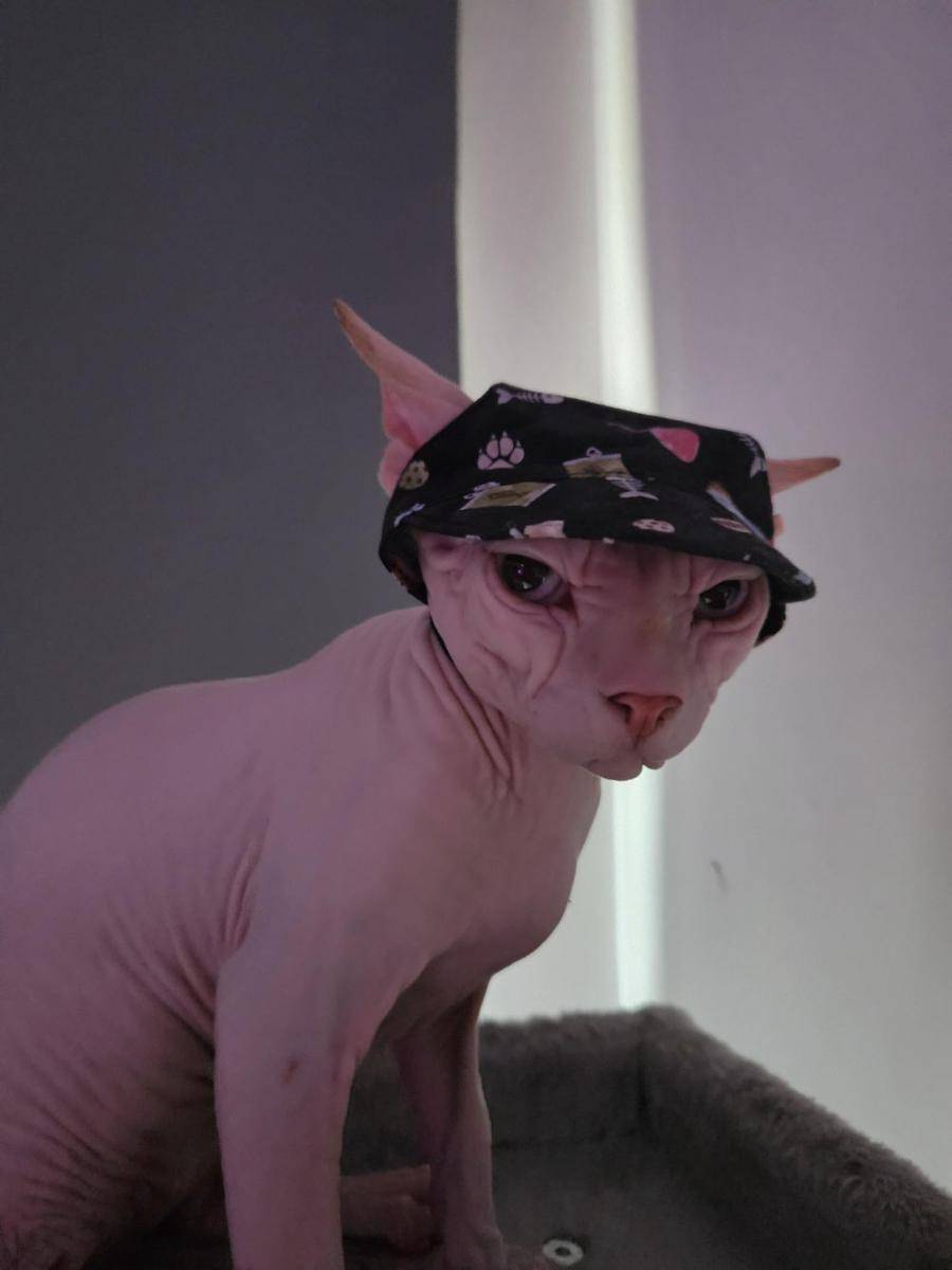 potret kucing ngamuk dipakaikan topi (reddit.com/user/billybailey47)