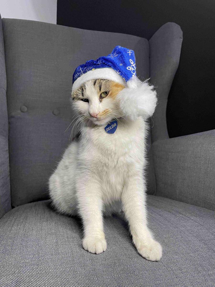 potret kucing ngamuk dipakaikan topi (reddit.com/user/anamarianegulei)