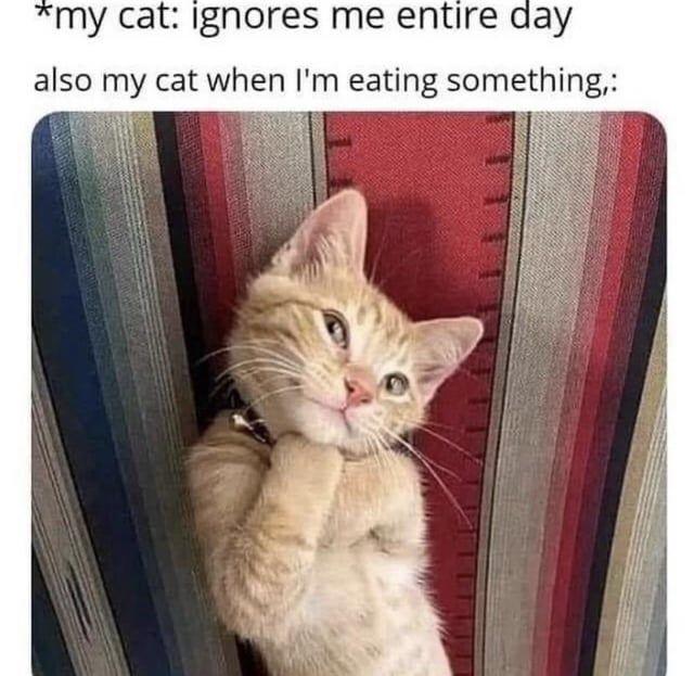 15 Meme Kocak Lika-liku jadi Seorang Pemilik Kucing, Relate Abis!