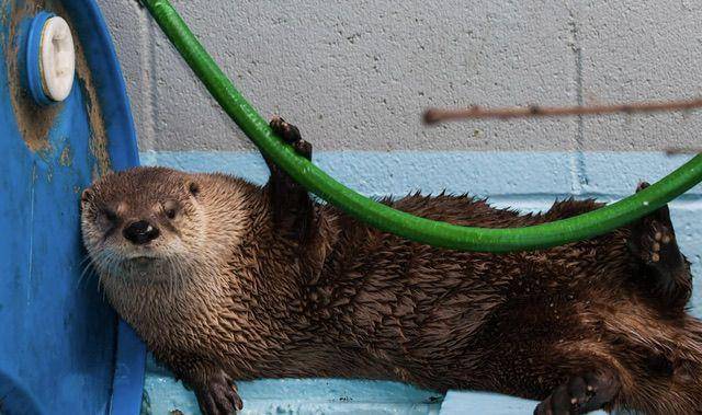 ilustrasi otter sungai (paws.org)