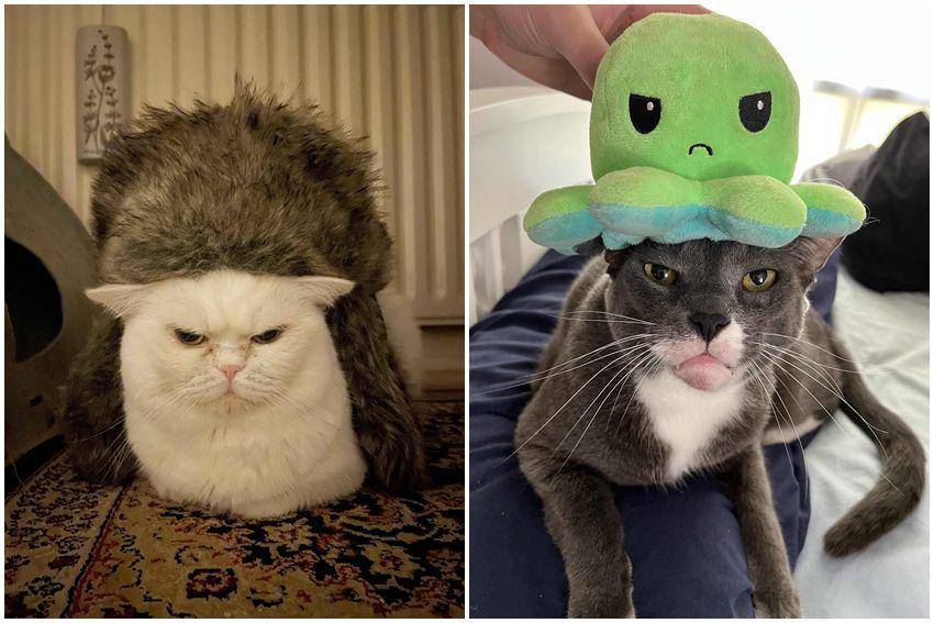 kolase potret kucing ngamuk dipakaikan topi (reddit.com/user/Rainiiday | reddit.com/user/immortal_ironguns)