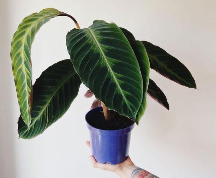 9 Jenis Kalatea yang Cantik Sebagai Tanaman Hias Indoor