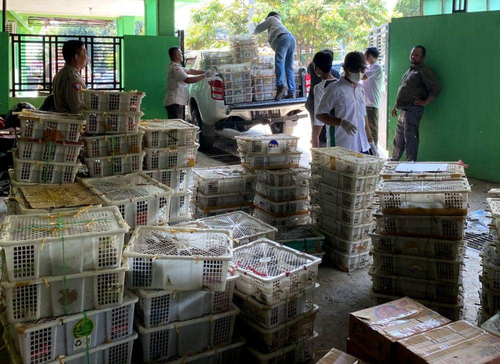 Penampakan pengungkapan barang bukti penyelundupan 5.073 ekor burung ilegal berbagai jenis digagalkan di Jalan Tol Trans Sumatera (JTTS) tepatnya Km 220, Kabupaten Mesuji, Lampung. (IDN Times/Istimewa).