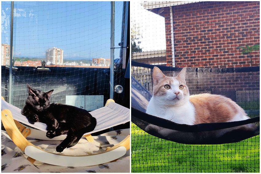 10 Potret Gemas Kucing Bersantai di Hammock, Malah Ketiduran