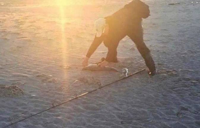 potret lucu hal berbau gorila (reddit.com/JimFancyPants)