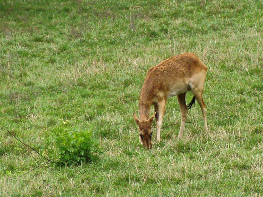 Lechwe nil (commons.m.wikimedia.org/Bodlina)