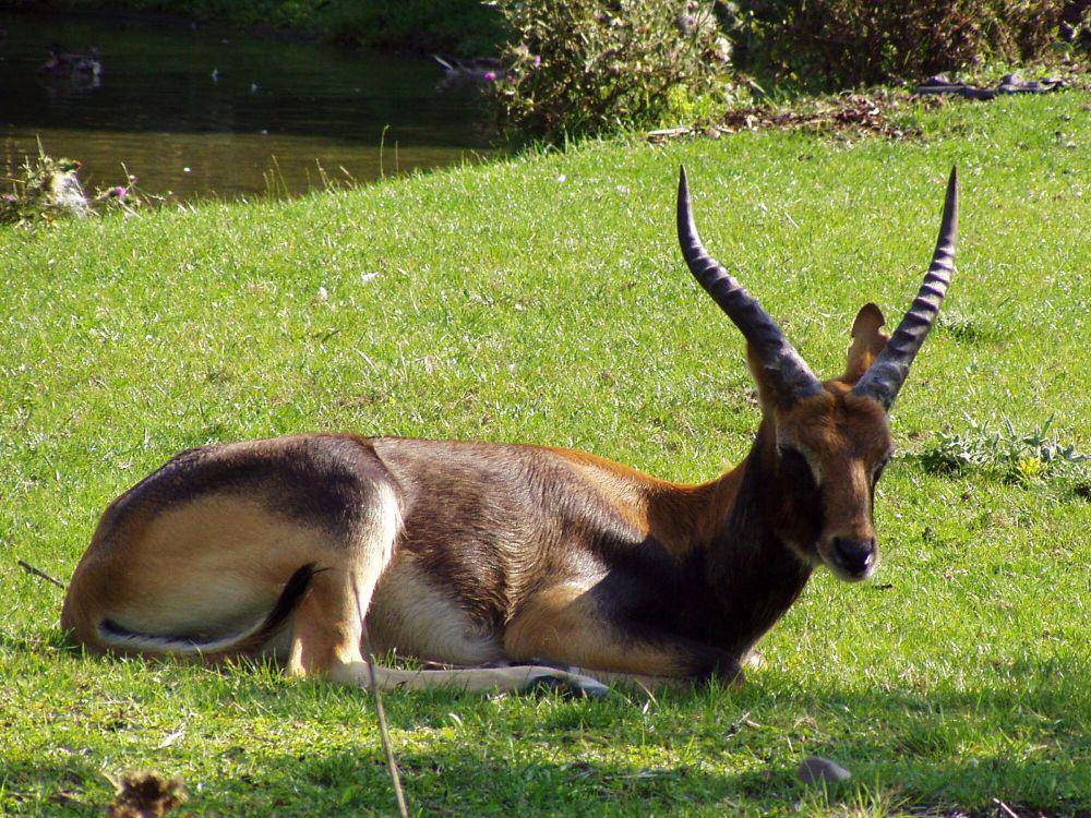 Lechwe nil (commons.m.wikimedia.org/Bodlina)