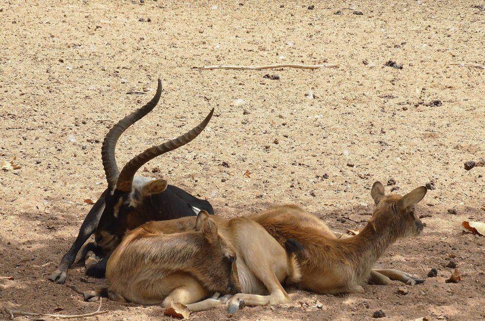 Lechwe nil (commons.m.wikimedia.org/Hatem Moushir)