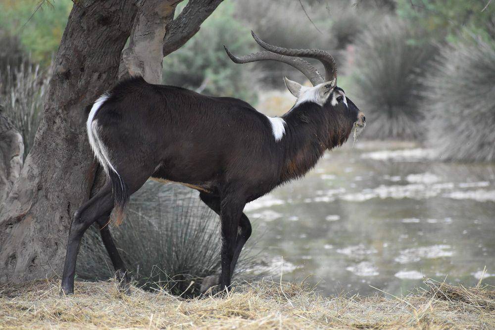Lechwe nil (commons.m.wikimedia.org/Tylwyth Eldar)