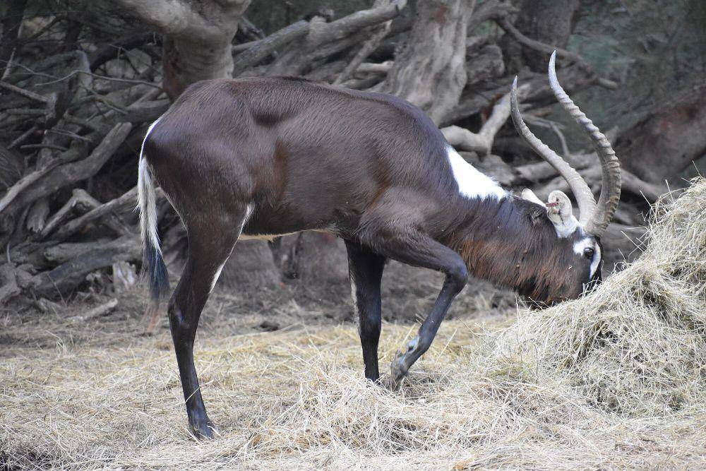 Lechwe nil (commons.m.wikimedia.org/Tylwyth Eldar)