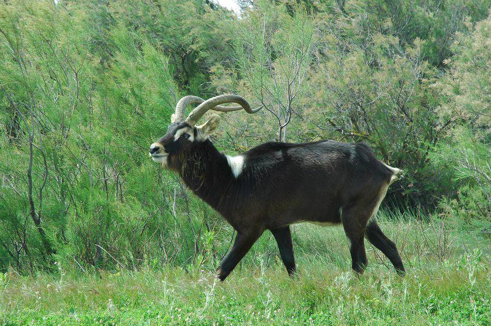 Lechwe nil (commons.m.wikimedia.org/Tylwyth Eldar)