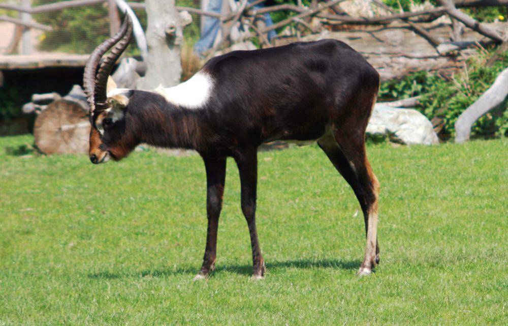 Lechwe nil (commons.m.wikimedia.org/Karelj)