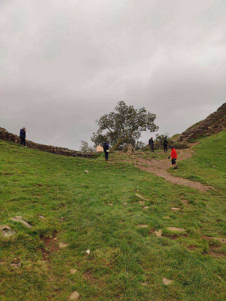 Potret pohon sycamore gap di Taman Nasional Northumberland, Inggris (twitter.com/TwiceBrewedCo)