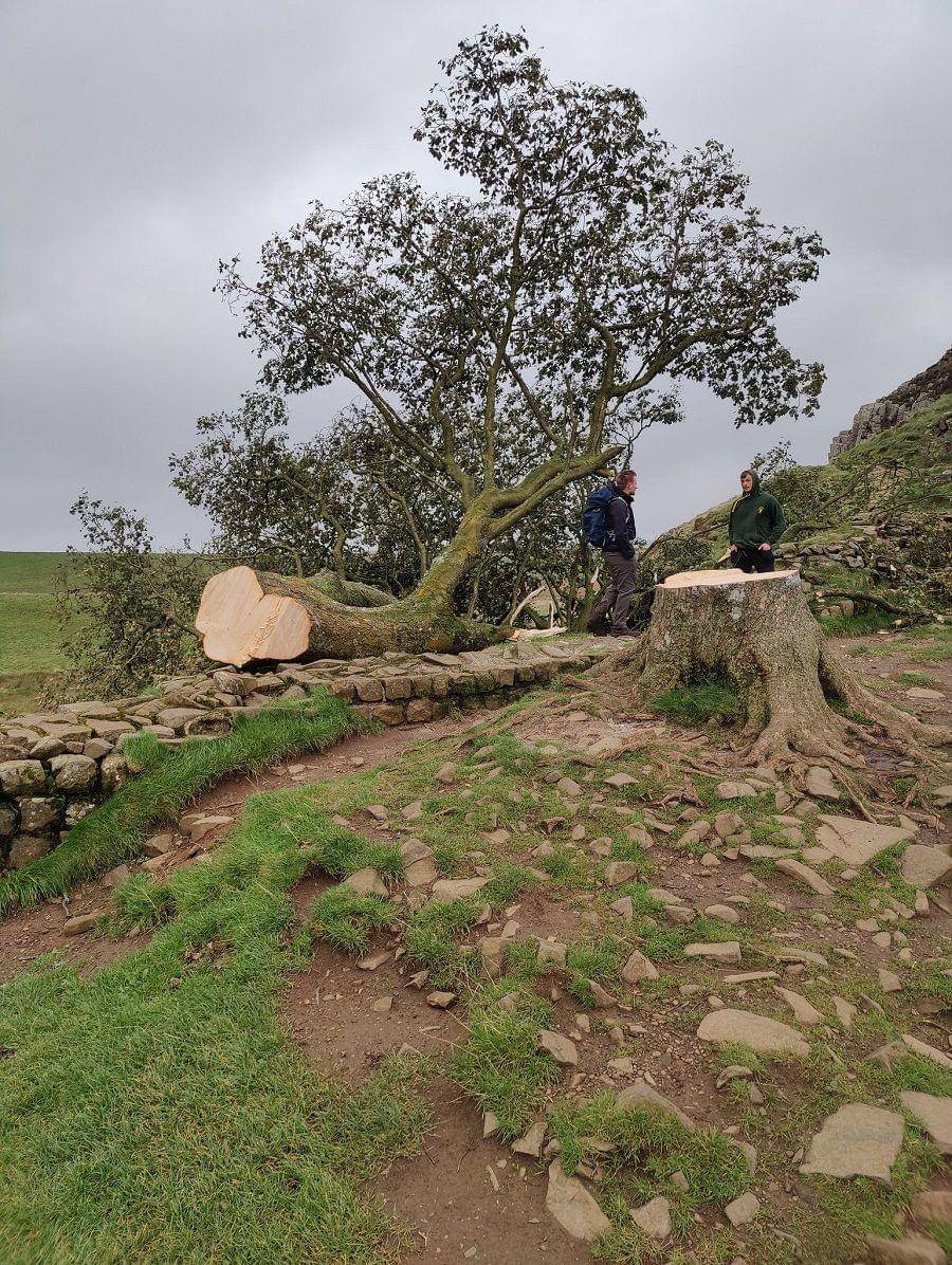 Potret pohon sycamore gap di Taman Nasional Northumberland, Inggris (twitter.com/TwiceBrewedCo) (twitter.com/TwiceBrewedCo)