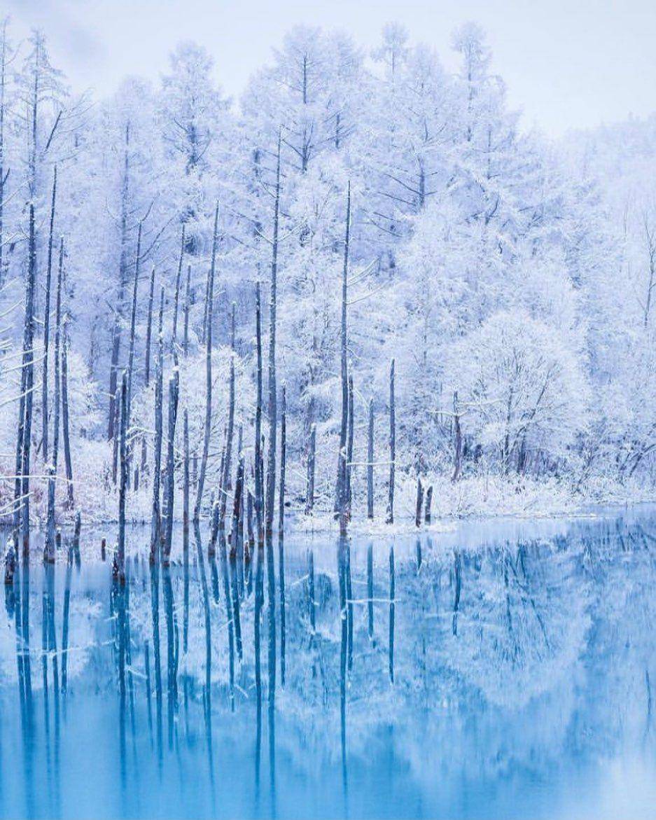 Shirogane Blue Pond (instagram.com/ryo7192)