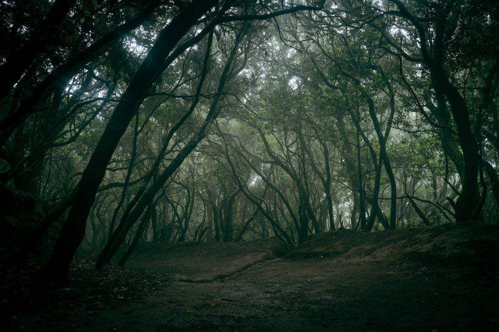 ilustrasi hutan tropis (pexels.com/Artem Zhukov)