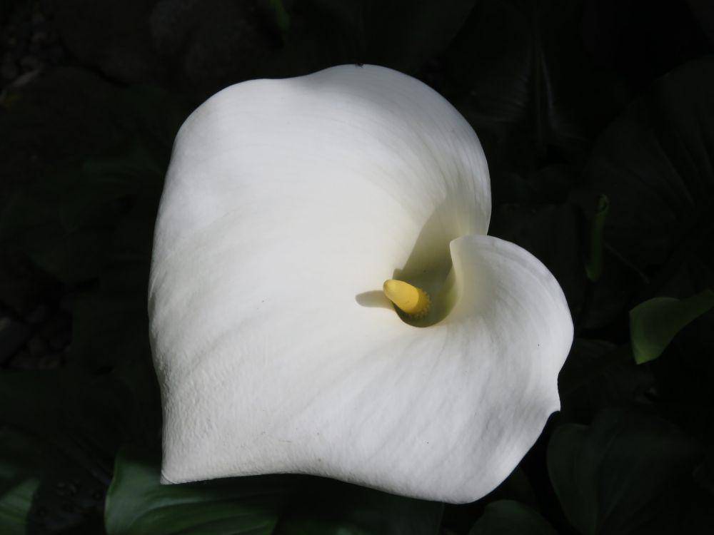 tanaman Selendang Putih/Peace Lily (pexels.com/Yufan Jiang)