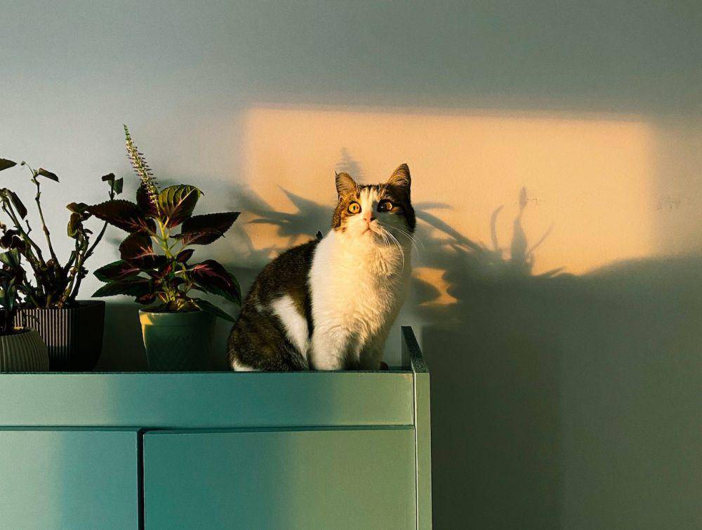 ilustrasi kucing ada di atas meja (pexels.com/Beyzaa Yurtkuran)