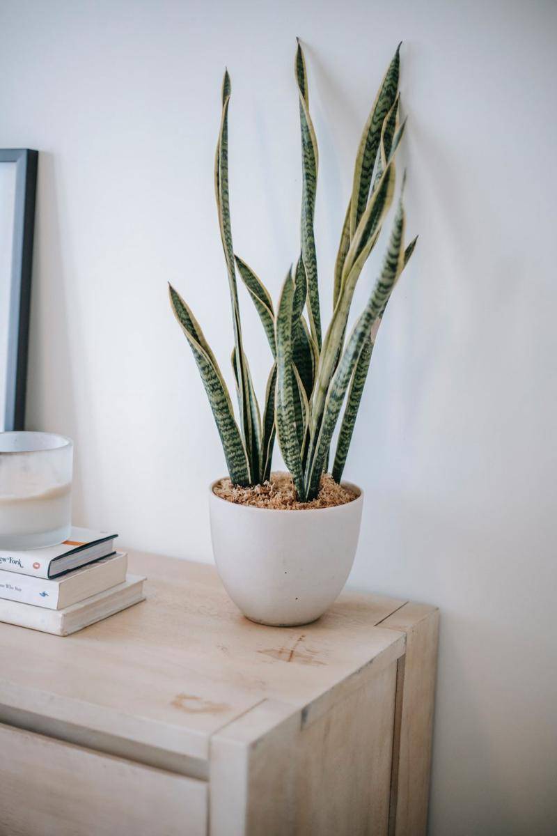 tanaman Lidah Mertua (pexels.com/Charlotte May)