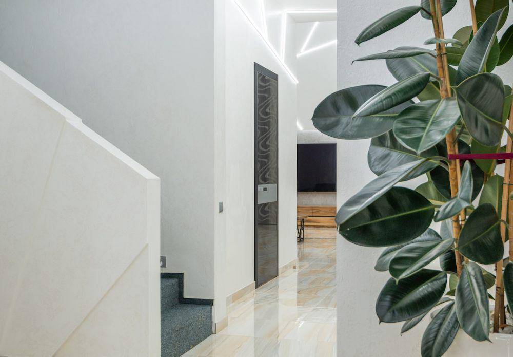 tanaman Ficus di dalam rumah (pexels.com/Max Rahubovskiy)