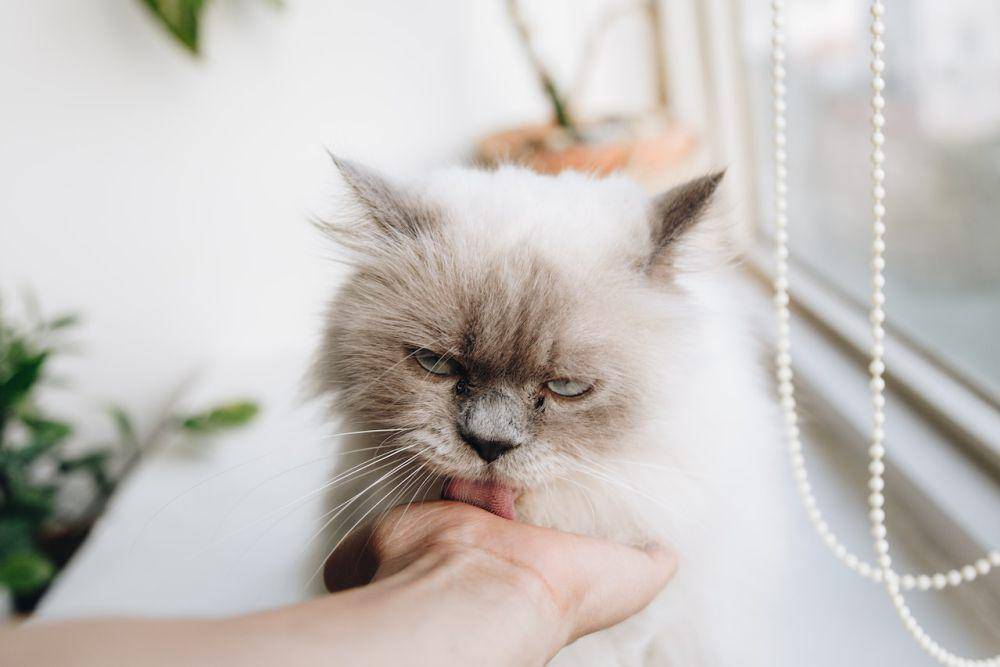 ilustrasi kucing yang menjilati kulit pemiliknya (pexels.com/Tranmautritam)
