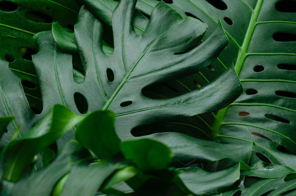 tanaman Philodendron (pexels.com/Yufan Jiang)